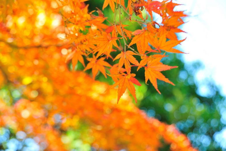 DSC_4982
