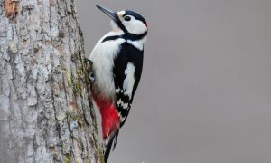 アカゲラDSC_0222_trim2