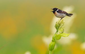 1252ac0ebe716e5be61521c363674f17_o